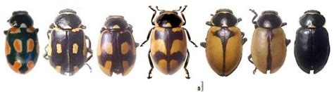 Eriopis sp. (ERIISP)[Overview].